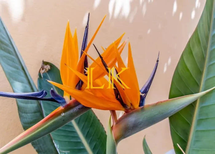 Lk Algarve Mor Lägenhet *